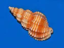 Phos senticosus