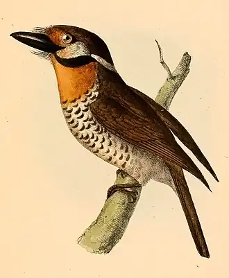 Description de l'image Bucco tamatia tamatia 1841.jpg.