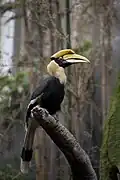Bucerotiformes