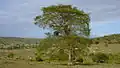 Pied de Terminalia tetraphylla.