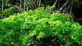 Houppier de Terminalia tetraphylla.