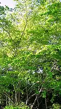 Pied de Terminalia tetraphylla (Bahia, Brésil).
