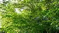 Houppier de Terminalia tetraphylla.