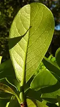 Feuille de Terminalia tetraphylla (face inférieure).
