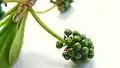 Inflorescence immature de Terminalia tetraphylla.