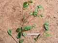 Rameau feuillé de Terminalia tetraphylla.