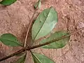 Rameau feuillé de Terminalia tetraphylla (face inférieure).