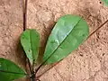 Rameau feuillé de Terminalia tetraphylla (face supérieure).