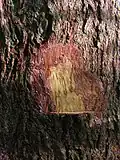 Flachis de Terminalia tetraphylla.