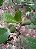 Rameaux feuillés et fruits de Terminalia tetraphylla.