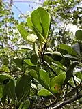 Rameaux feuillés et fruits de Terminalia tetraphylla.