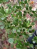 Rameau feuillé de Terminalia tetraphylla.