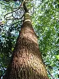 Tronc de Terminalia tetraphylla.