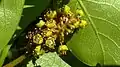 Inflorescence de Terminalia tetraphylla.