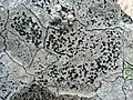 Buellia subdisciformis