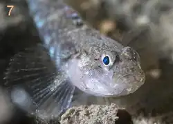 Buenia affinis