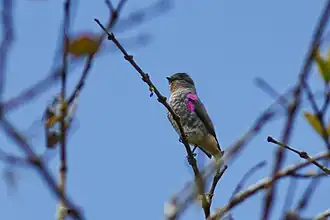 Description de l'image Buff-throated purpletuft (2).jpg.