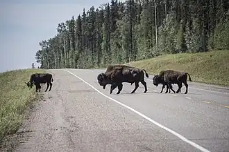 Municipalité régionale de Northern Rockies