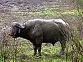 Buffle du Cap, réserve d'Hluhluwe-Umfolozi, dans le KwaZulu-Natal (Afrique du Sud).