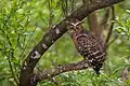 Parc national des Sundarbans,  Inde et Bengale Occidental
