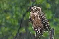 Parc national des Sundarbans, Inde et Bengale Occidental