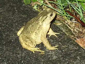 Description de l'image Bufo_bankorensis_Taroko_Canyon_Taiwan.jpg.