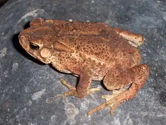 Description de l'image Bufo biporc M 050409 015 tdp.jpg.