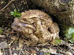 Crapaud commun.