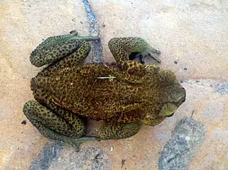 Description de l'image Bufo guentheri.JPG.