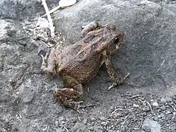 Sclerophrys gutturalis
