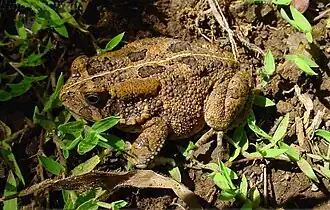 Sclerophrys gutturalis