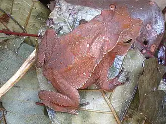 Description de l'image Bufo hoogmoedi01.jpg.