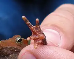 Rhinella hoogmoedi
