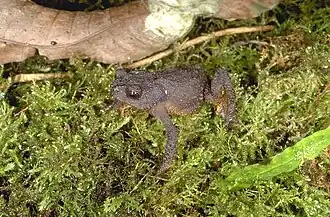 Description de l'image Bufo manu.jpg.