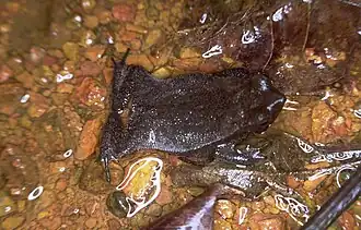 Description de l'image Bufo margaritifer.jpg.
