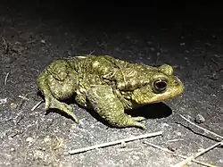 Crapaud épineux.