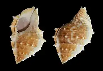 Bufonaria perelegans