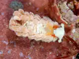 Bulbaeolidia alba