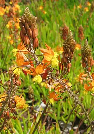 Description de l'image Bulbine caulescens 1.jpg.