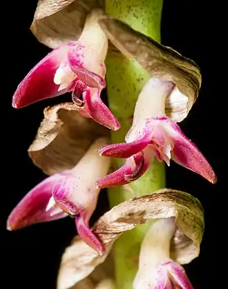 Description de l'image Bulbophyllum cochleatum var. bequaertii (De Wild.) J.J.Verm., Bull. Jard. Bot. Natl. Belg. 56 230 (1986) (44643119032) - cropped.jpg.