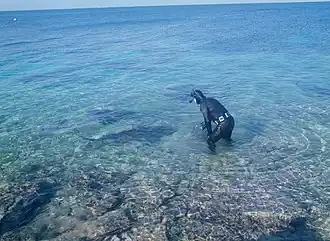 Requins-bouledogues nourris à la main sur la plage de Walker's Cay