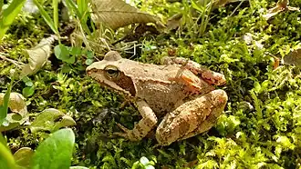 Grenouille agile.