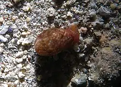Bulla cruentata