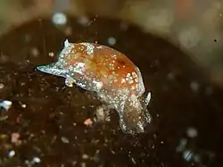 Bulla vernicosa