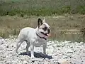 Bouledogue français.