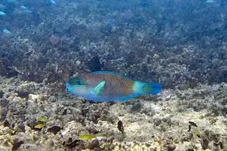 Chlorurus sordidus