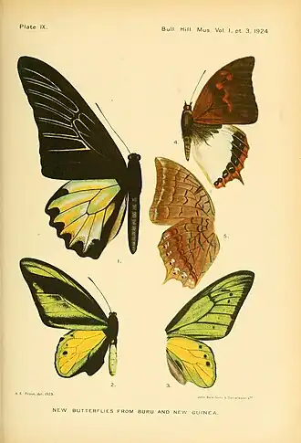 Description de l'image BulletinHillMuseumPlate9.jpg.