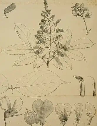 Description de l'image Bulletin de la Société royale de botanique de Belgique (1866) (19812089624).jpg.