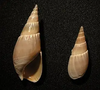 Bullia natalensis