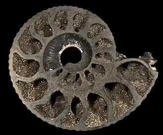 Pseudomorphose ammonite en pyrite - Bully, Calvados (4&nbsp;cm)